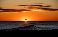 IMG_9292 _1/15/2023