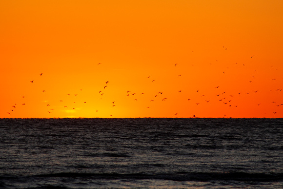 A Flocking Sunset
