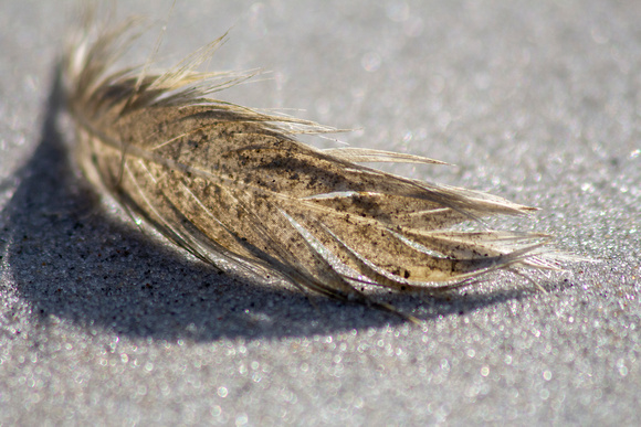 Mysterious feather.