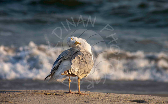 Just a couple of birds on the beach. Long Beach, NY Aug. 27, 2020