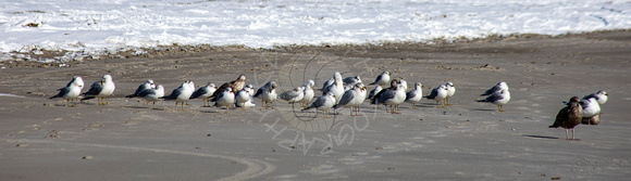 Resting Gulls by the Sea